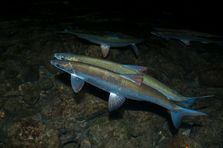Lavaret (Coregonus lavaretus) pair spawning at night,  Alps, Aiguebelette lake, France. December.