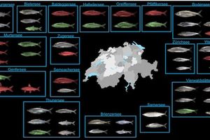 Die Diversität der Schweizer Felchenarten: Felchen ist nicht gleich Felchen!