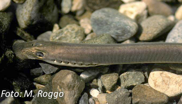 Peu connue, pleine de mystères, existentiellement menacée : la petite lamproie est le poisson de l’année 2017 ! Avec le choix de la minuscule et insignifiante petite lamproie, la Fédération Suisse de Pêche FSP veut envoyer un signal fort : sans des milieux aquatiques naturels ou revitalisés, la Suisse voit disparaître toujours plus d’espèces de poissons – les célèbres tout autant que les inconnues !